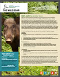 The Wild Boar